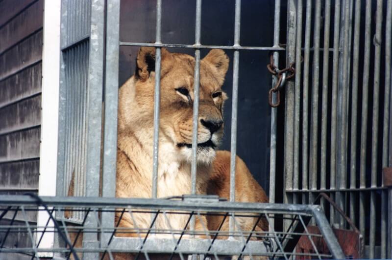 Circus-Lion-In-Cage