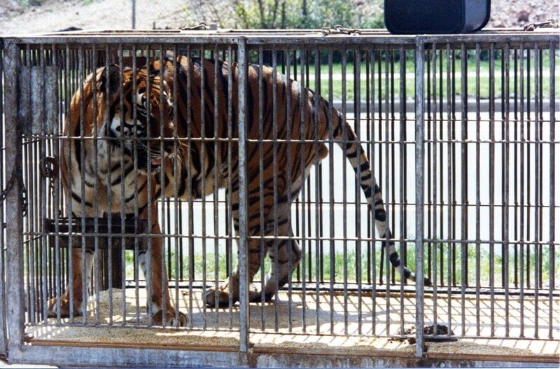 Circus-Tiger-Big-Cat-In-Cage