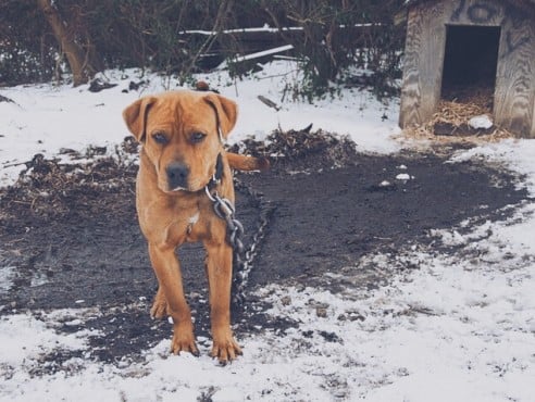 Dog-Chained-in-Snow