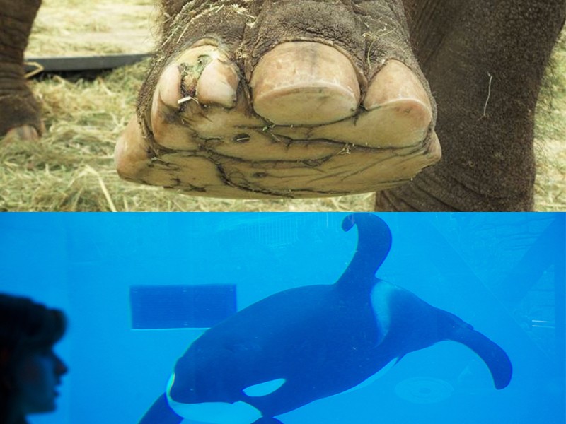 Elephant-Toenail-and-Collapsed-Orca-Fin