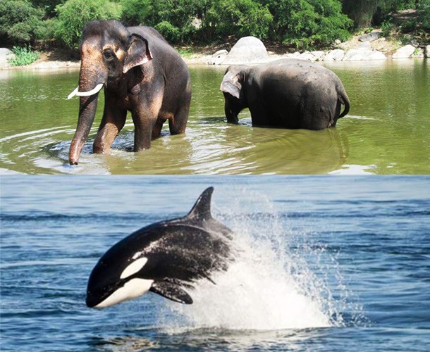 Happy-Elephants-and-Orca