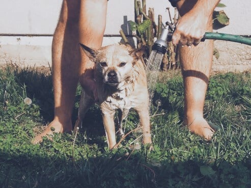 Iggy-Dog-Fur-Bath