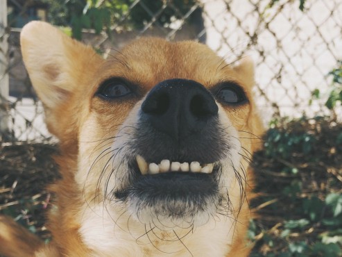 Pixel-Dog-Teeth-Underbite