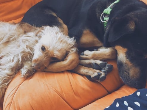 Jovie-Kiwanis-Dogs-snuggling