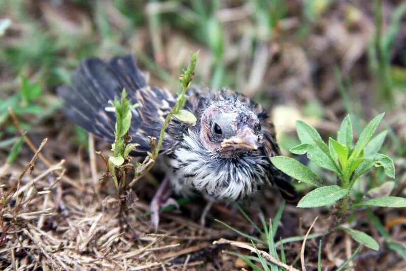 Baby-Bird-Fledgling-on-Ground