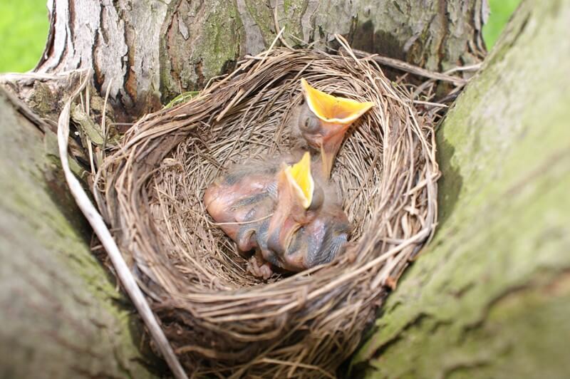 Baby-Birds-in-Nest
