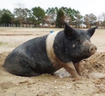 One Adorable Pig’s Incredible Transformation
