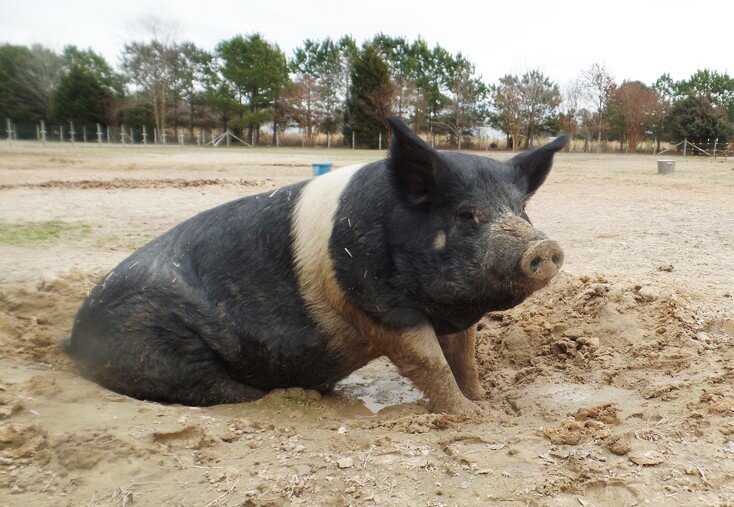 Big-Boy-Pig-in-Mud