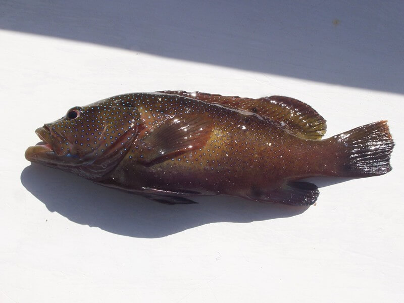 Fish-Suffocating