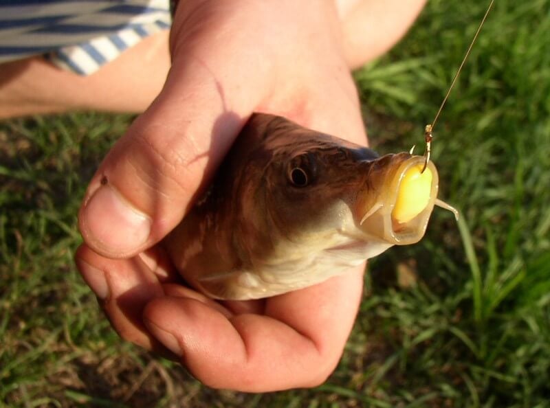 Why You Should Never Teach Your Kid to Fish, Parents