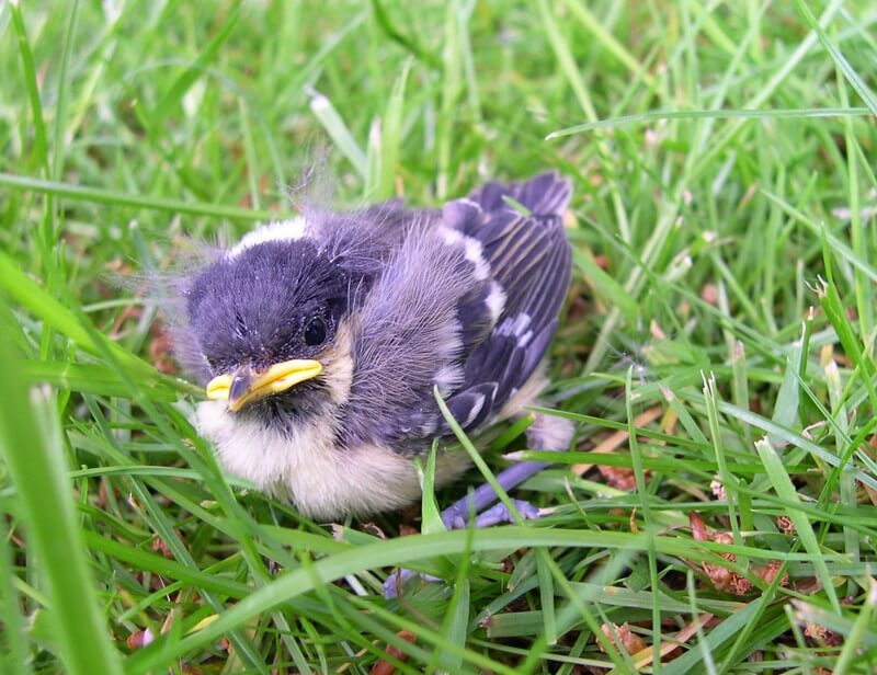 Fledgling-Bird-Down-and-Feathers