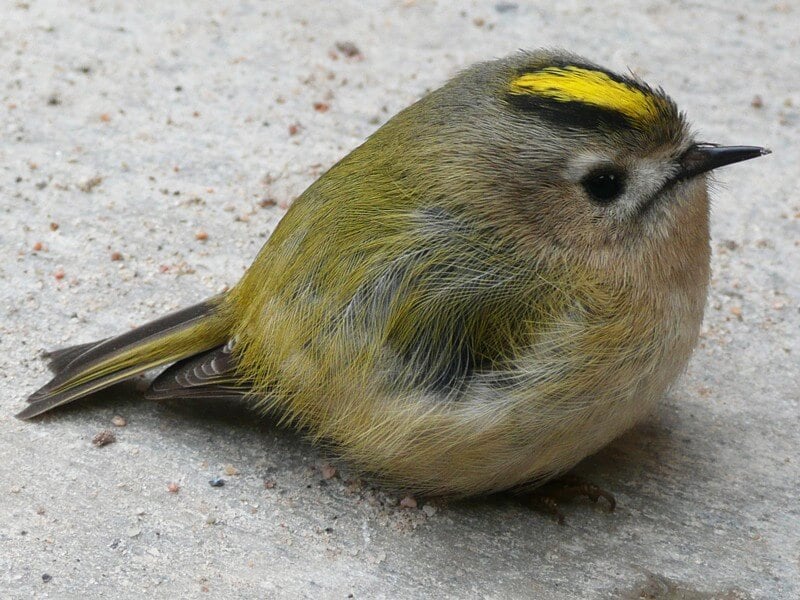 Goldcrest-Bird-Fledgling