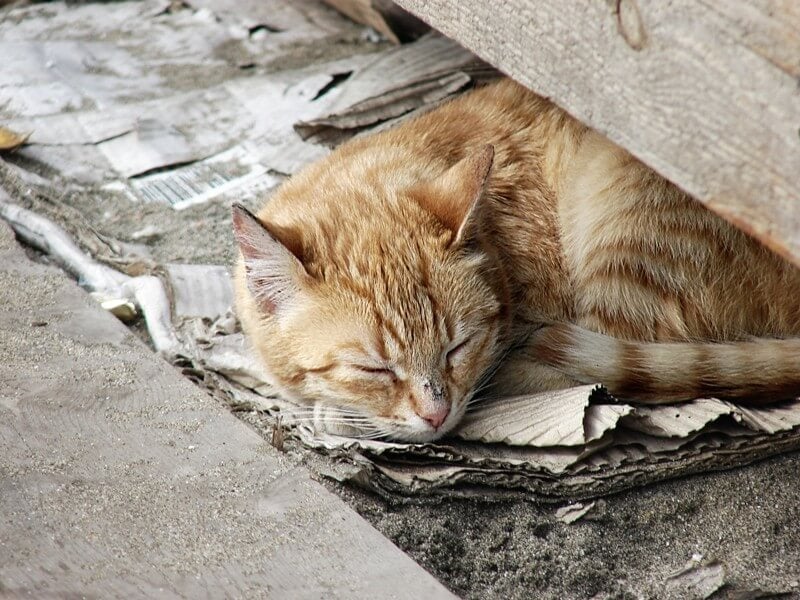 Homeless-Cat