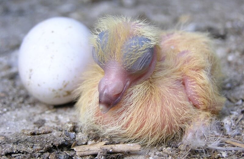 Nestling-Baby-Bird