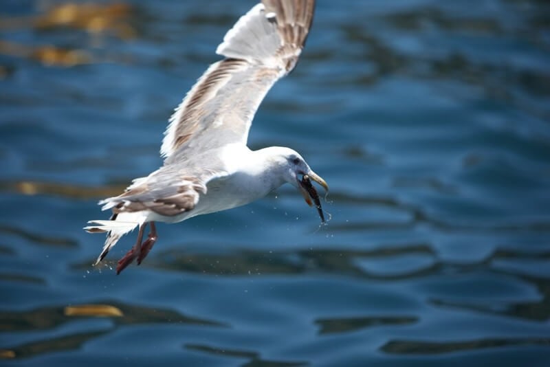 Seagull-Eating-Fish