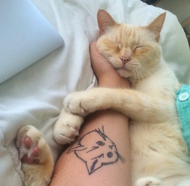 Cat-Hugging-Human-Arm