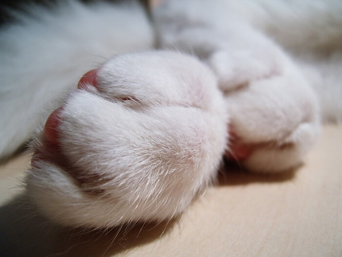 Cat-Paw