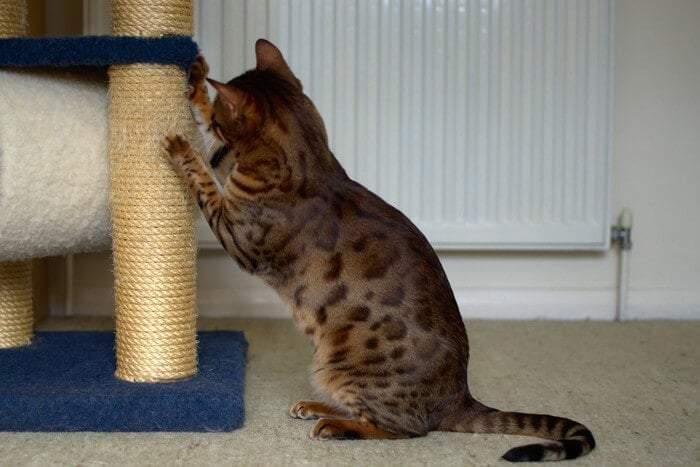 Cat-Scratching-Post