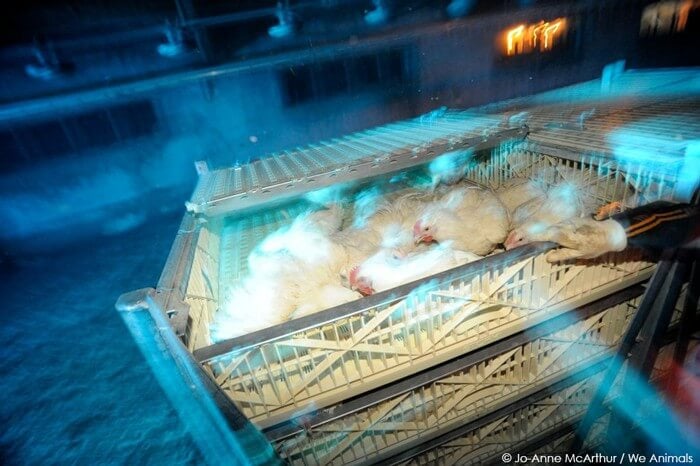 Chickens-Being-Sent-to-Slaughter