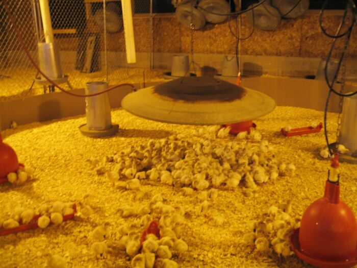 Chicks-Under-Incubators