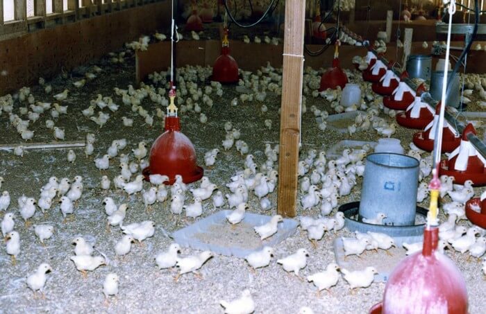 Chicks-in-Factory-Farm