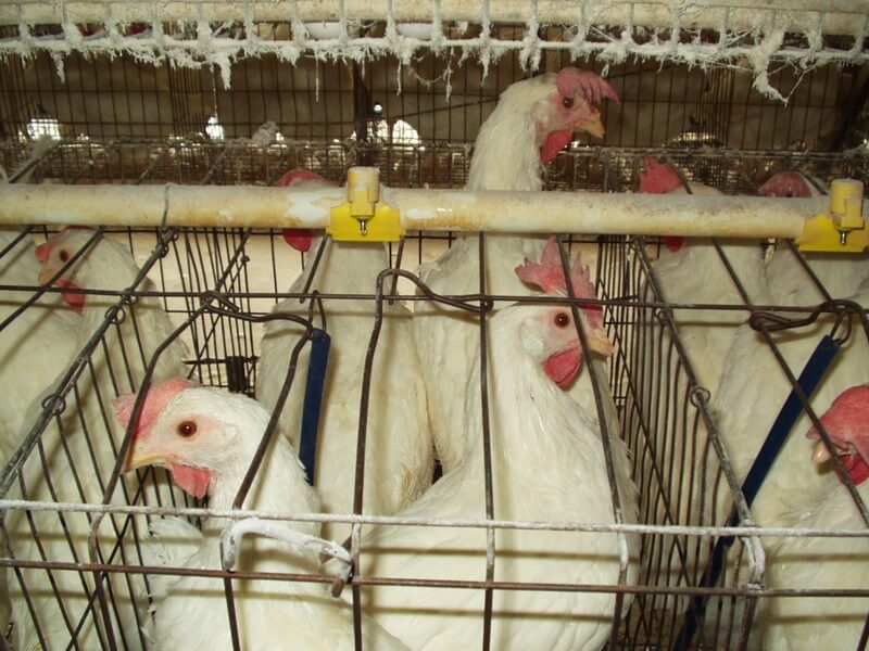 Egg-Industry-Chickens