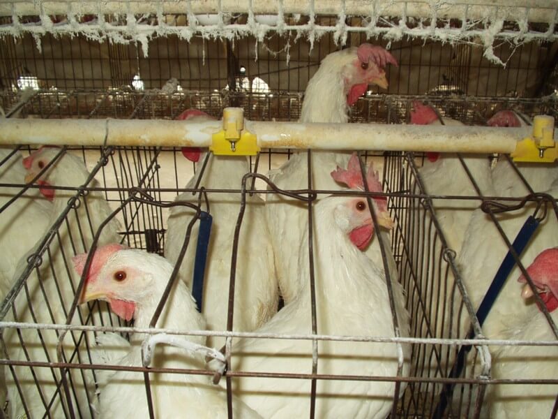 Egg-Industry-Chickens.jpg