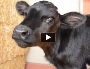 A Happy Ending for a Kidnapped Calf