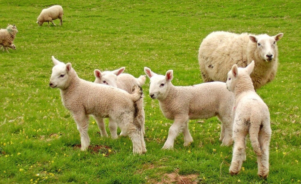 sheep and lambs in field.