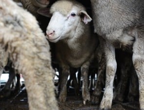 Why Wearing Wool Means Hurting Sheep