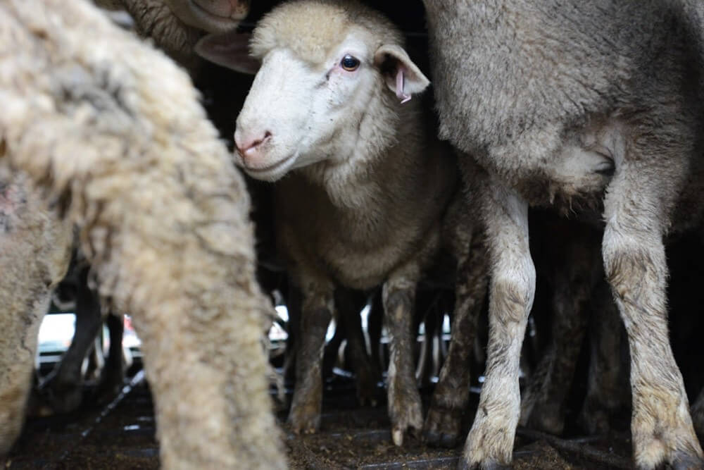 sheep used for wool on transport truck