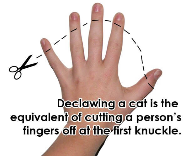 Cat Declawing Human Hand