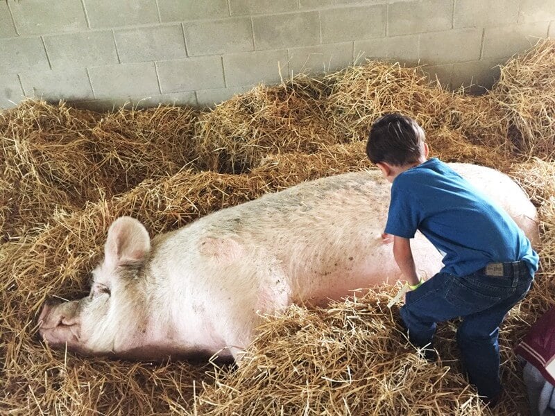 Matthew-at-Animal-Sanctuary-with-Pig