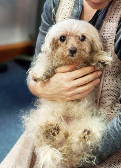 Soupster The Pup Is Lucky To Be Alive Videos Peta Kids