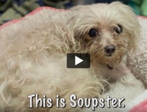 Soupster the Pup Is Lucky to Be Alive