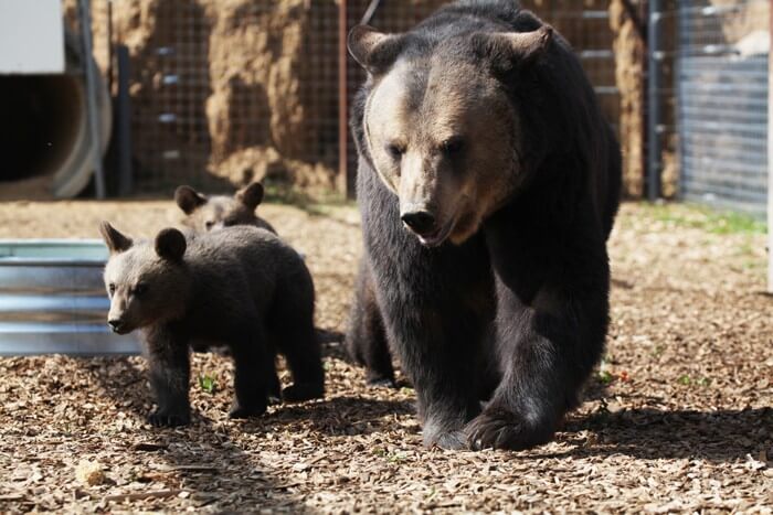 Ursula-and-Cubs