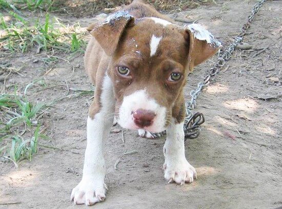 Chained-Puppy-Dog