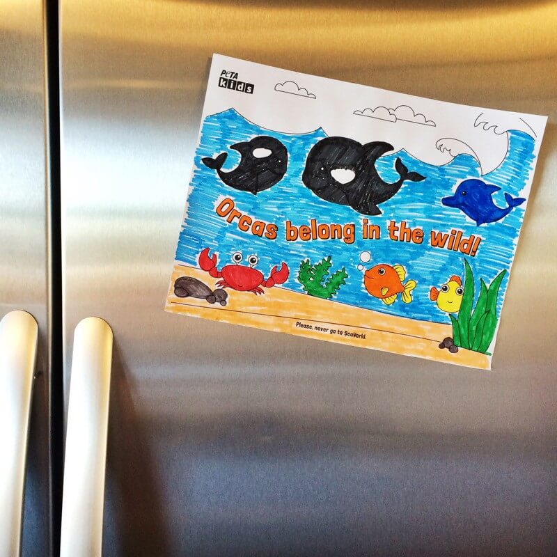 Orcas-Belong-in-the-Wild-Sheet-Fridge