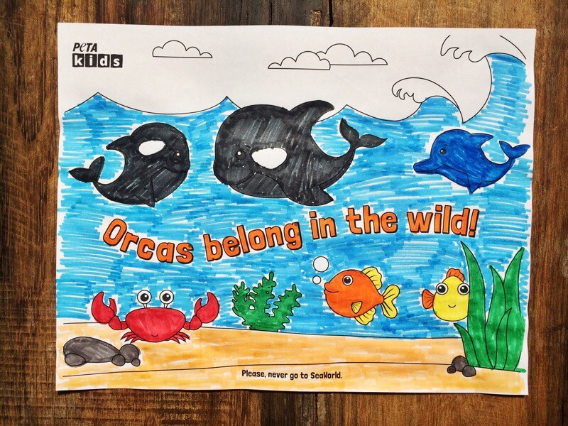 Orcas-Belong-in-the-Wild-Sheets