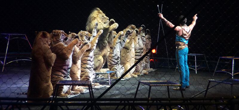 Big-Cats-Lion-Tiger-Circus