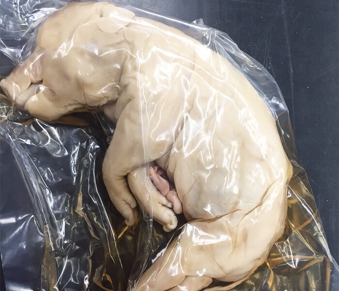 Fetal-Baby-Dead-Pig-Dissection