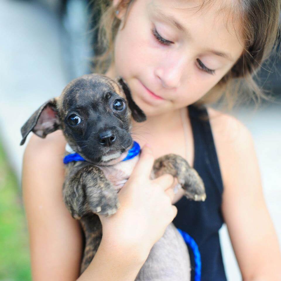 10 Ways Kids Like You Can Help Animals in Shelters | PETA Kids 10 Ways Kids Like You Can Help Animals in Shelters | PETA Kids