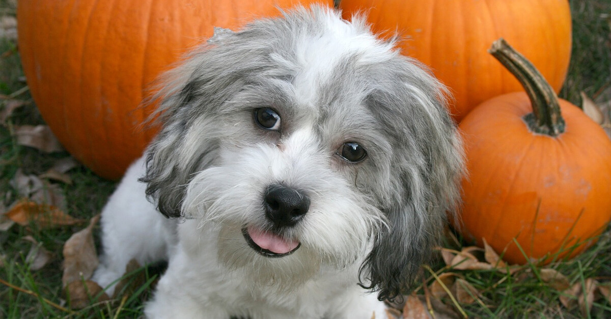 Treat Your Furry BFF to a Spook-Free Halloween | Save Animals | PETA Kids