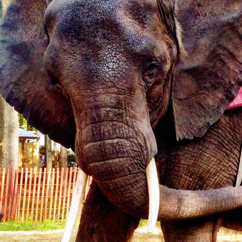 Nosey-Elephant