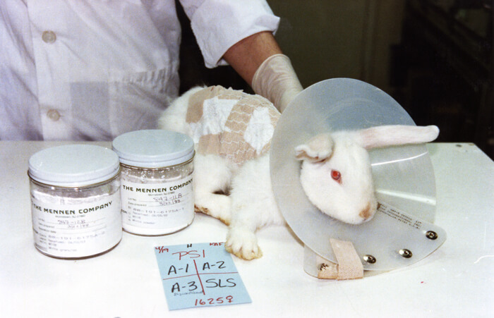 Heartbreaking: What Life Is Like for Rabbits in Laboratories ? | PETA Kids