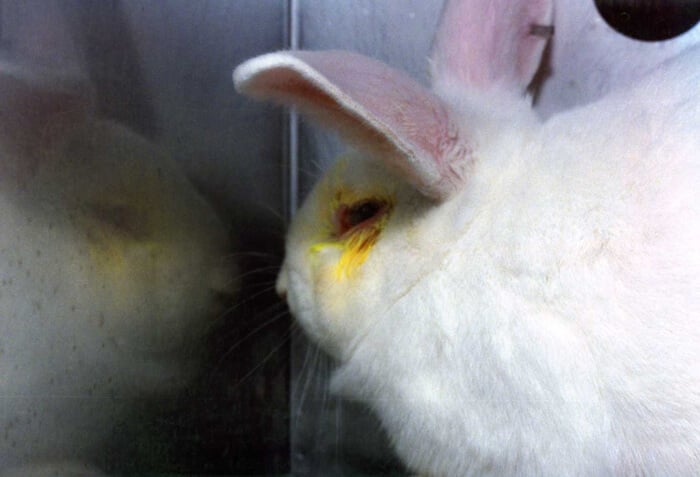 Rabbit-in-Lab-With-Yellow-Eyes