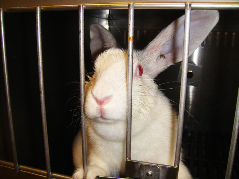 animal experimentation rabbits