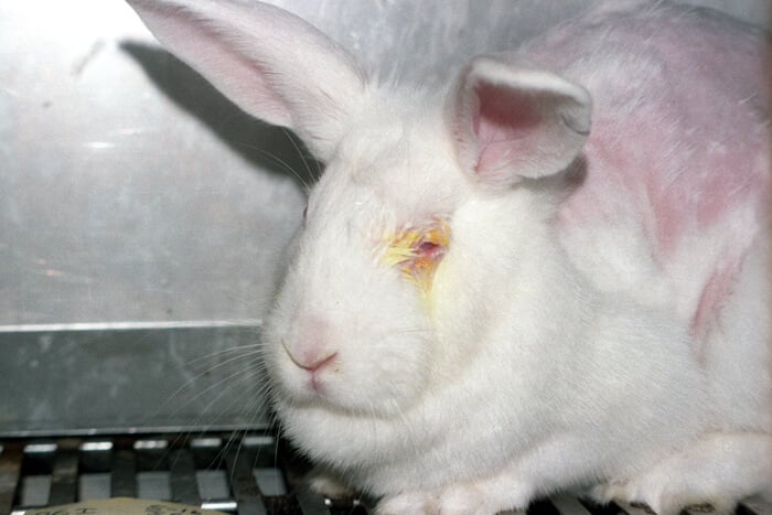 Rabit-Suffering-in-Cage-for-Testing