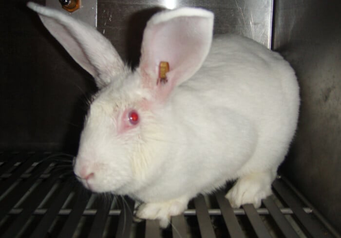 Heartbreaking: What Life Is Like for Rabbits in Laboratories ? | PETA Kids Heartbreaking: What Life Is Like for Rabbits in Laboratories ? | PETA Kids