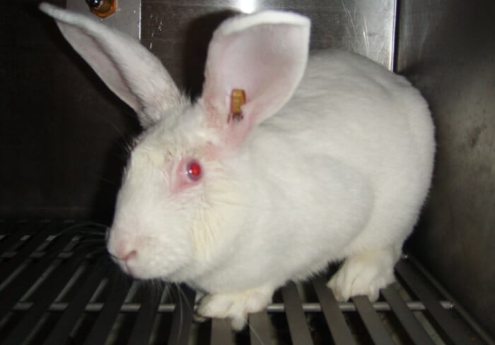 animal experimentation rabbits